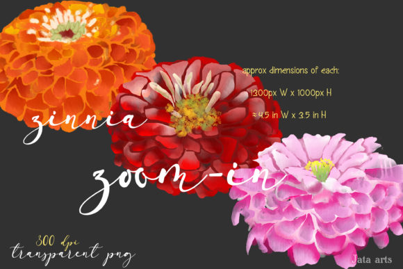 Set of 3 Watercolor Zinnia Flowers Review